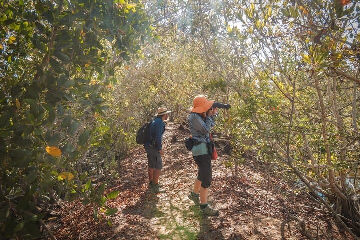 Mazatlán Bird Watching Tour: Private 4–5 Hour Birding Experience