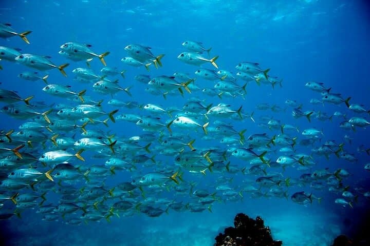 Key Largo Two-Stop Snorkel Trip — Pennekamp & Florida Keys Sanctuary
