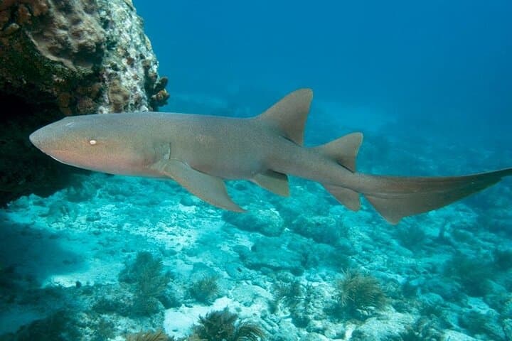 Key Largo Two-Stop Snorkel Trip — Pennekamp & Florida Keys Sanctuary photo 2