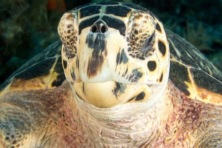 Key Largo 2-Tank Scuba Dive — 65-Minute Sites at Molasses & French Reef photo 4