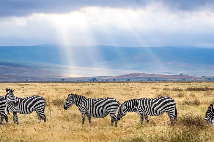 6-Day Luxury Migration Safari: Ngorongoro, Ndutu & Serengeti Wildebeest Route photo 5