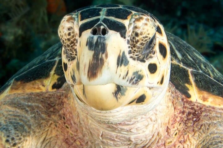 Key Largo Two-Stop Snorkel Trip — Pennekamp & Florida Keys Sanctuary photo 4