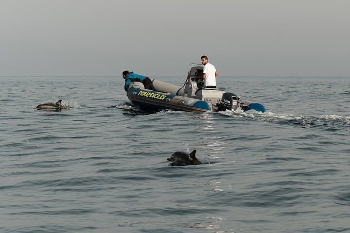 Private Dolphin Watching Tour in Algeciras Bay — Strait of Gibraltar Wildlife Cruise photo 6