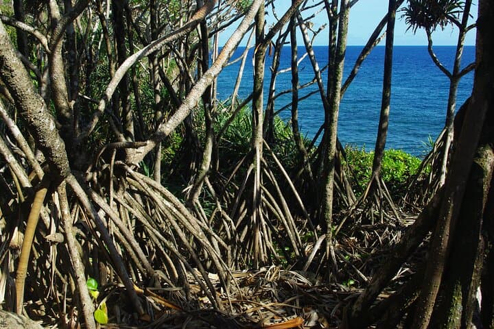 Upolu Lava Cliffs and Aganoa Black Sand Beach: Day Trip from Apia photo 3