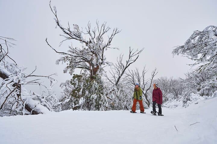 Full-Day Mount Buller Ski and Snow Play Tour from Melbourne photo 5