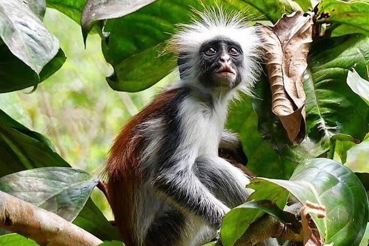 Zanzibar Full-Day: Jozani Forest, Spice Farm, Stone Town & Salaam Cave Turtles photo 4