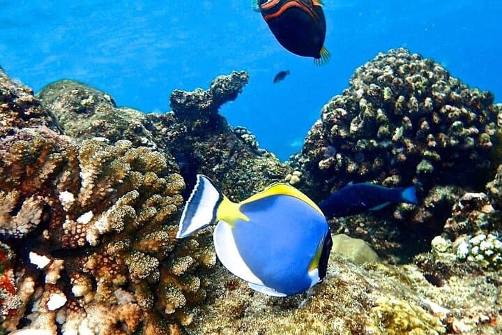 Mnemba Dolphin & Snorkel Day Trip from Kizimkazi — Mnemba Atoll, Salaam Cave & The Rock Restaurant photo 5