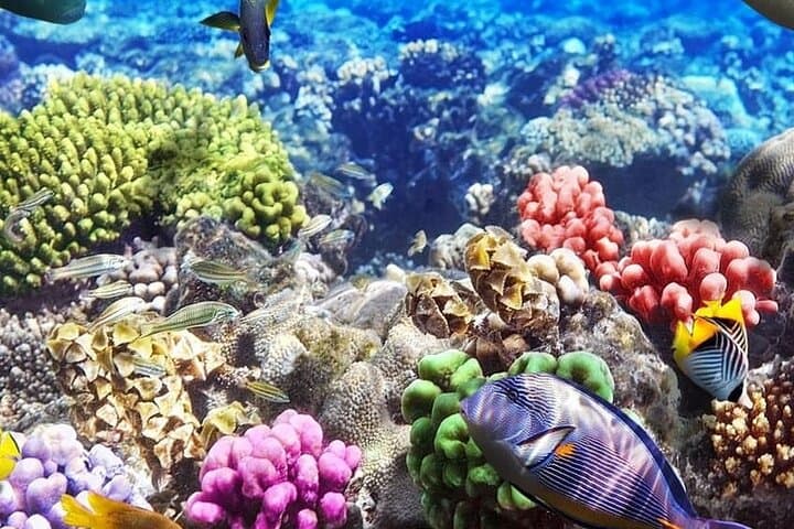 Full-Day Snorkel at Blue Lagoon, Starfish & The Rock — Paje Beach Adventure photo 6