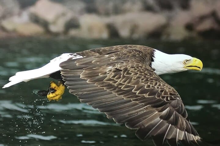 Cod Fishing and Whale Watching from Quidi Vidi Marina photo 4