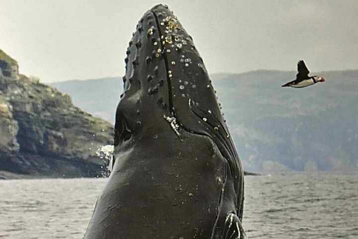 Cod Fishing and Whale Watching from Quidi Vidi Marina photo 5