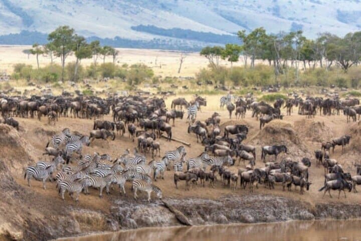 Guided Tour Masai Mara Kenya: 3-Day Safari for Wildlife & Wildebeest Migration