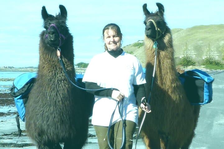 Half-Day Llama Trek on Kaikoura Bay: Beaches, Seals & Coastal Views
