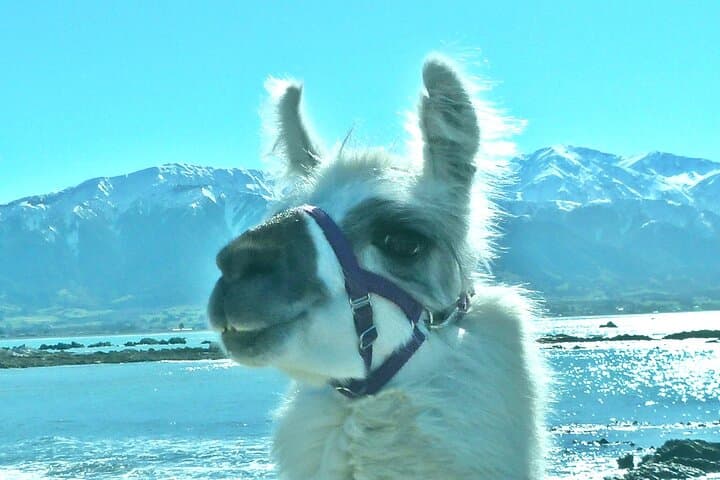 Half-Day Llama Trek on Kaikoura Bay: Beaches, Seals & Coastal Views photo 2