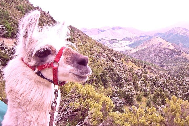 One-Hour Llama Trek Along Kowhai River: Native Woodland & Birdsong photo 1