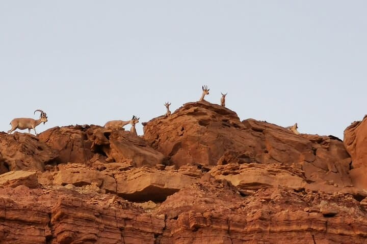 Inside Ramon Crater: 2-Hour Private Desert Geo Tour photo 3