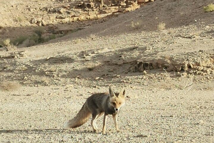 Inside Ramon Crater: 2-Hour Private Desert Geo Tour photo 4