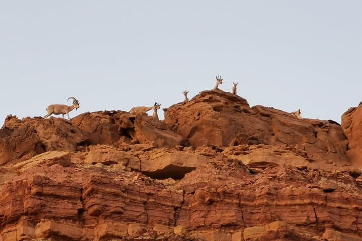 Exploring Ramon Crater: Four-Hour Geological & Wildlife Intro in the Negev photo 3
