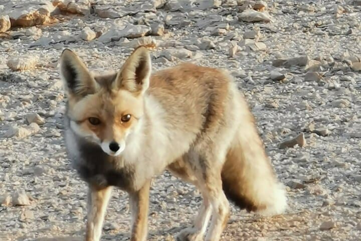 Exploring Ramon Crater: Four-Hour Geological & Wildlife Intro in the Negev photo 4