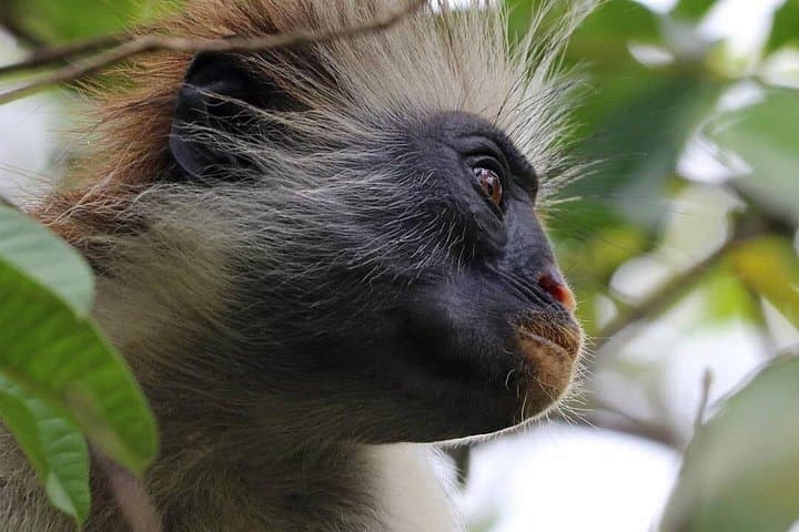 Jozani & Caves Day Tour Zanzibar: Monkeys, Turtles & The Rock Restaurant photo 5
