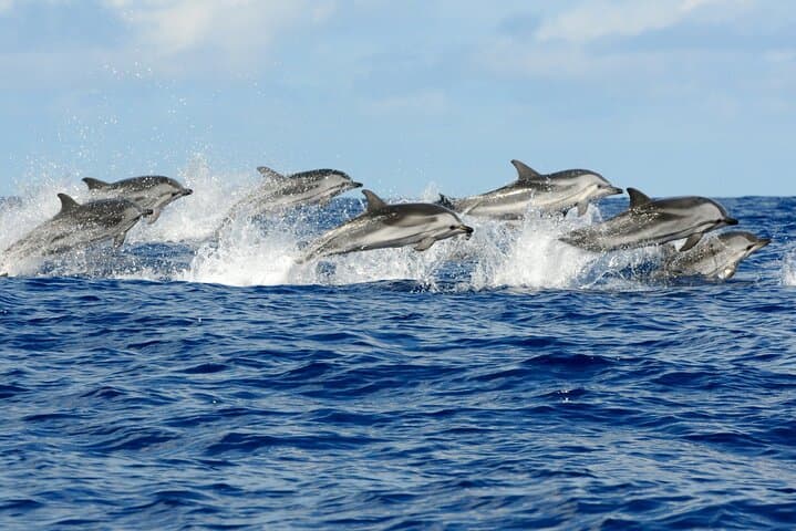 Zanzibar Full-Day Private Dolphin Tour: Jozani Forest, Paje Beach & The Rock photo 2