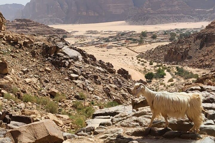 Wadi Rum 2-Day Starlit Cave Camp and Traditional Bedouin Dinner photo 6