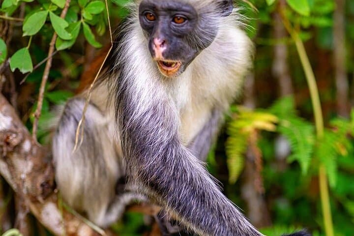 Full-Day Zanzibar: Jozani Red Colobus, Mnemba Snorkel & Kendwa Sunset photo 5