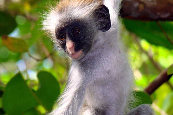 Full-Day Zanzibar: Jozani Red Colobus, Mnemba Snorkel & Kendwa Sunset photo 6