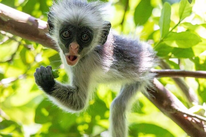 Full-Day Zanzibar: Jozani Red Colobus, Mnemba Snorkel & Kendwa Sunset photo 4