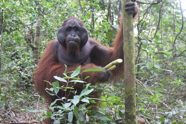 Orangutan Klotok Houseboat: Private 3-Day Safari on the Sekonyer River photo 2