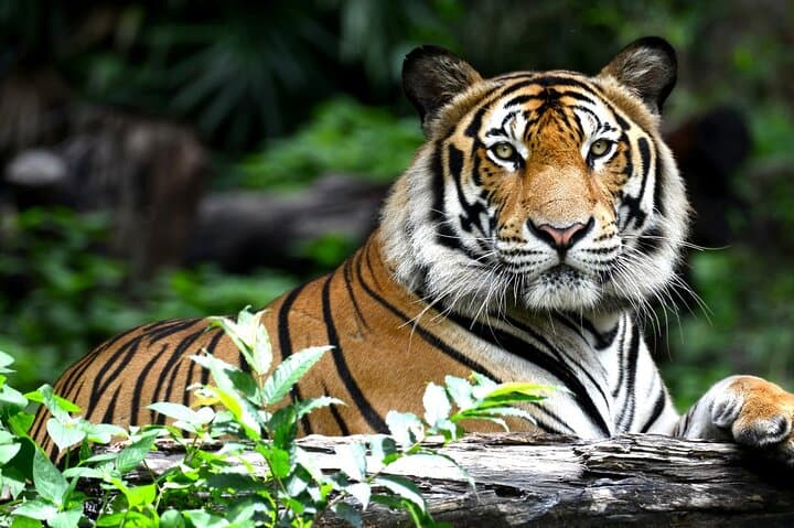 2-Day Jhalana Leopard and Ranthambore Tiger Safari from Jaipur photo 3