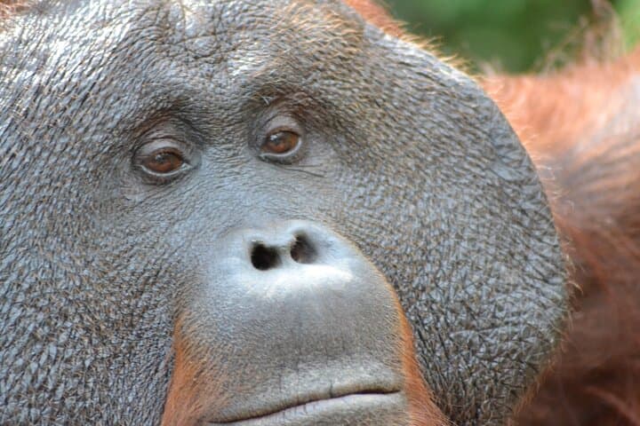 Orangutan Houseboat Kelotok: 3-Day Tanjung Puting Shared Tour from Pangkalan Bun photo 4