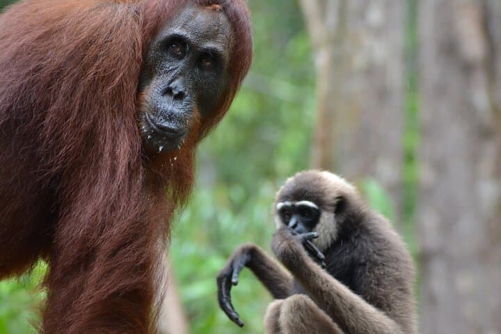 Orangutan Houseboat Kelotok: 3-Day Tanjung Puting Shared Tour from Pangkalan Bun