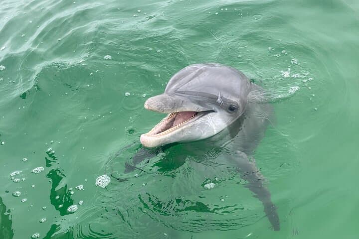 Panama City Beach Private 2-Hour Dolphin and Sunset Sightseeing Tour photo 2
