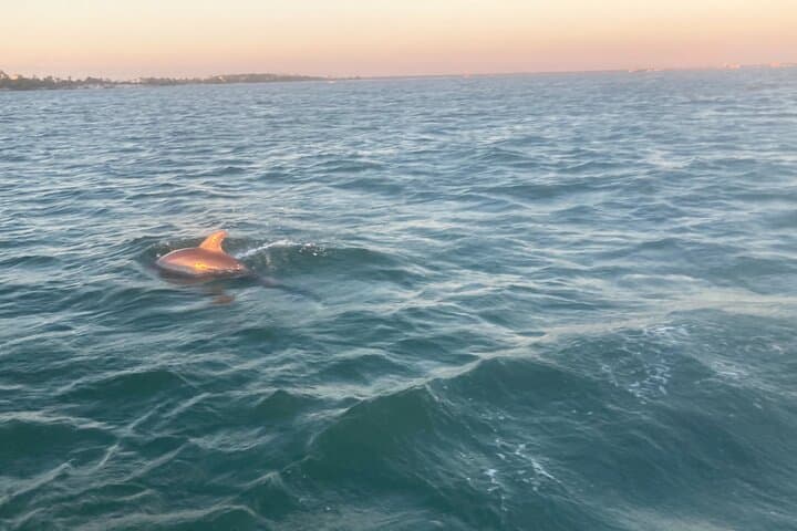 Panama City Beach Private 2-Hour Dolphin and Sunset Sightseeing Tour photo 3