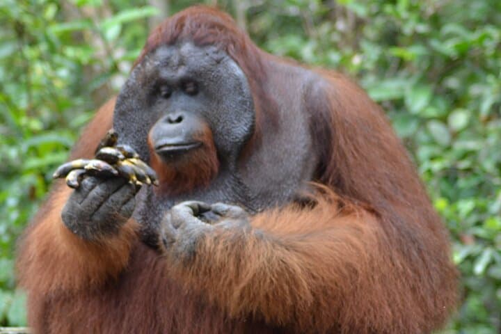 Orangutan Klotok Houseboat: Private 3-Day Safari on the Sekonyer River