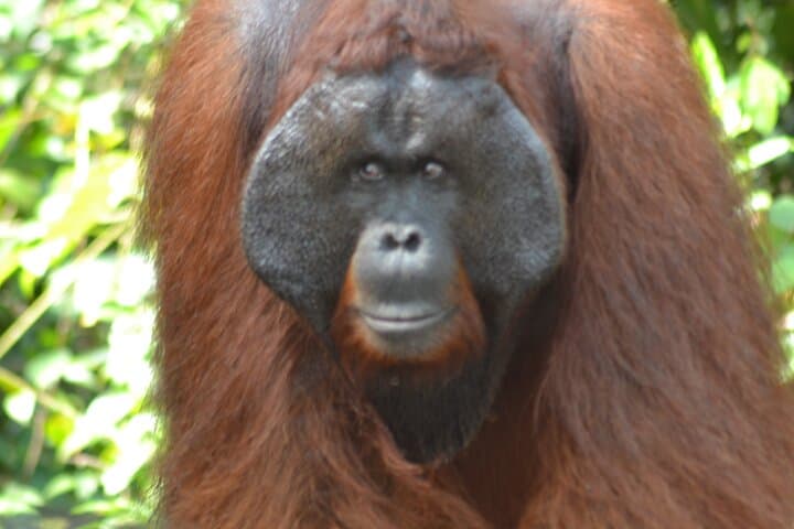 Orangutan Houseboat Kelotok: 3-Day Tanjung Puting Shared Tour from Pangkalan Bun photo 2