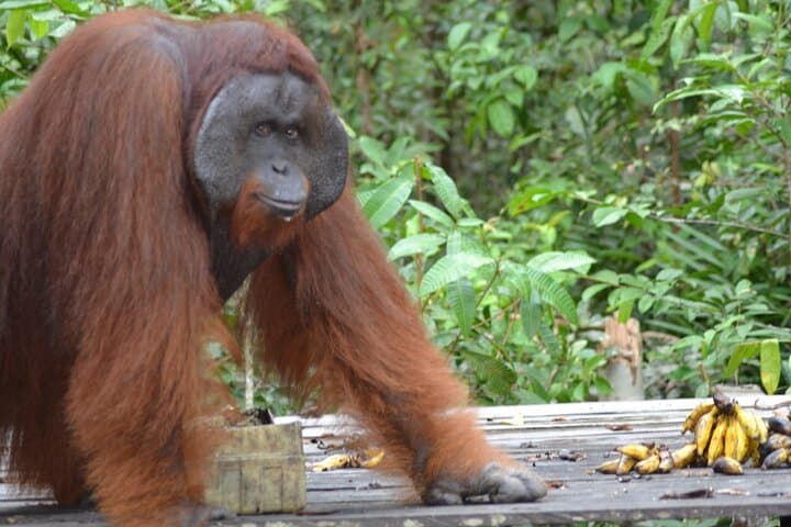 Orangutan Houseboat Kelotok: 3-Day Tanjung Puting Shared Tour from Pangkalan Bun photo 3