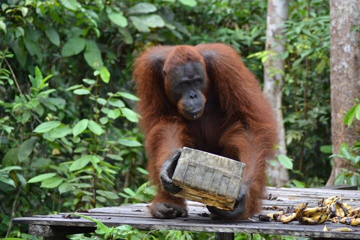 Orangutan Houseboat Kelotok: 3-Day Tanjung Puting Shared Tour from Pangkalan Bun photo 5