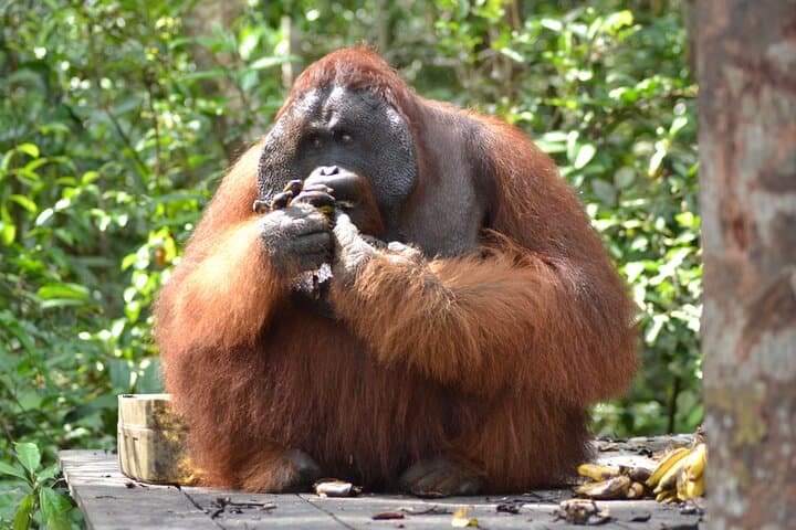 Orangutan Houseboat Kelotok: 3-Day Tanjung Puting Shared Tour from Pangkalan Bun photo 6
