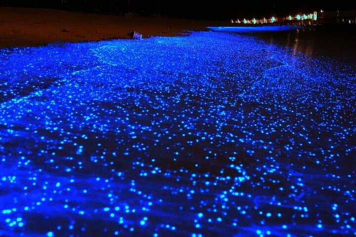 Holbox Bioluminescence by Golf Cart: Private Night Tour to See Luminous Waters