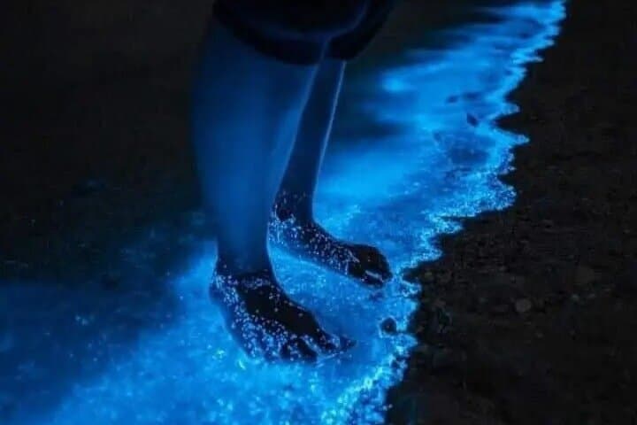 Holbox Bioluminescence by Golf Cart: Private Night Tour to See Luminous Waters photo 2