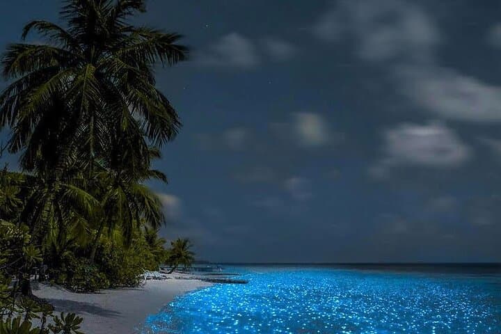 Holbox Bioluminescence by Golf Cart: Private Night Tour to See Luminous Waters photo 5