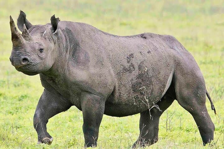 Selous Full-Day Safari from Zanzibar: Flight, Game Drive & Picnic Lunch photo 5