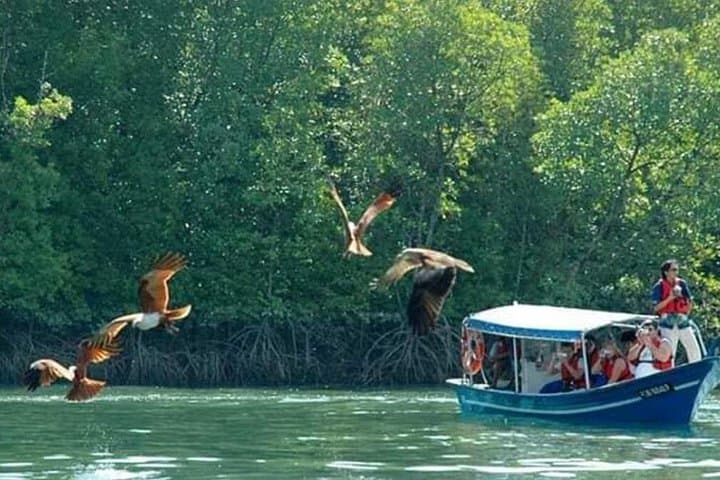 Half-Day Kilim Geoforest Park Mangrove Boat Tour — Langkawi Mangroves, Eagles & Karst