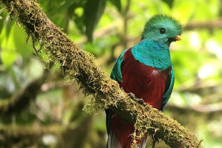 Birdwatching in Monteverde: Curi-Cancha Cloud Forest Tour