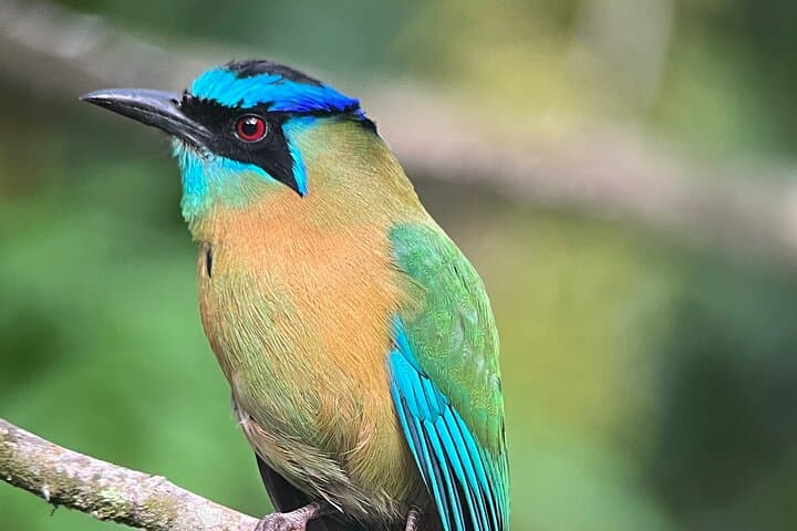 Birdwatching in Monteverde: Curi-Cancha Cloud Forest Tour photo 5