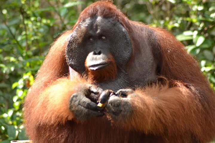 4-Day Orangutan Cabin Boat Adventure in Tanjung Puting National Park photo 5