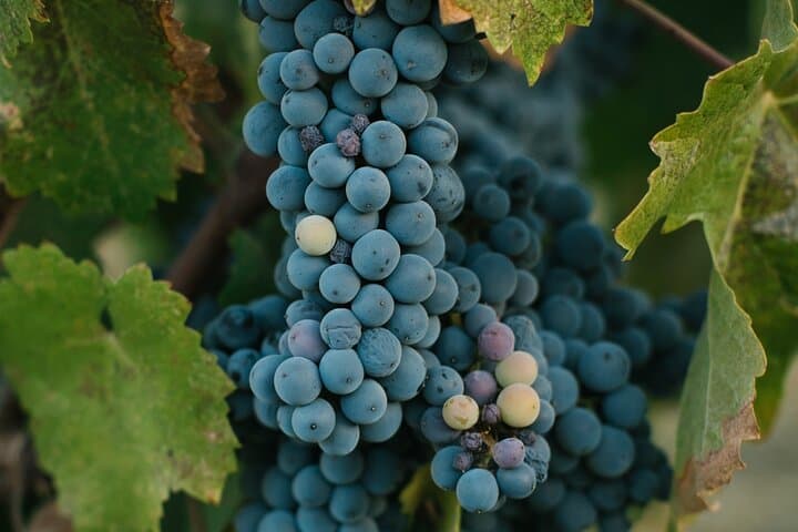 Stellenbosch Wine & Garden Tour: Babylonstoren & Hazendal Cellar Lunch photo 6