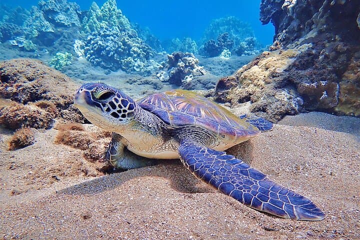 Private Scuba Diving Adventures in Maui: Personalized Ocean Exploration photo 2