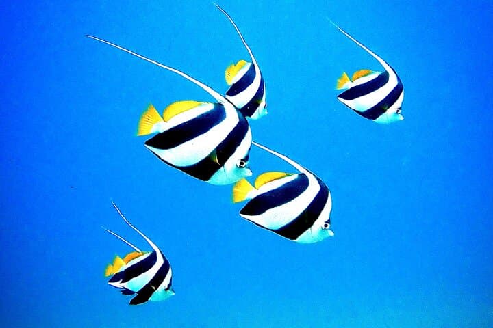 Private Scuba Diving Adventures in Maui: Personalized Ocean Exploration photo 4